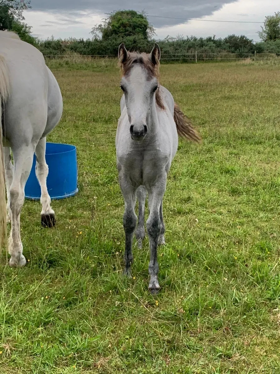 Connemara Colt foal - Image 4