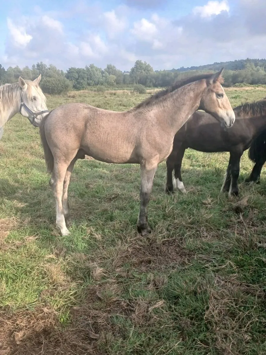 Colt foal - Image 2