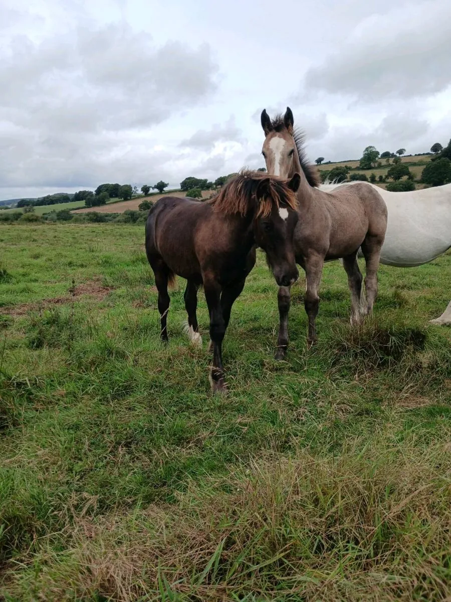 Colt foal - Image 3