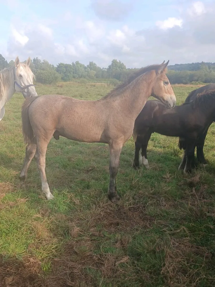 Colt foal - Image 1