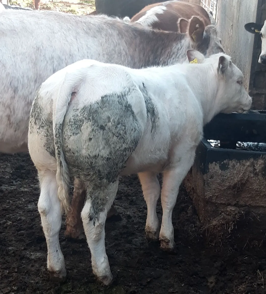 BBX heifer for sale, lot 357 in Carrigallen - Image 1