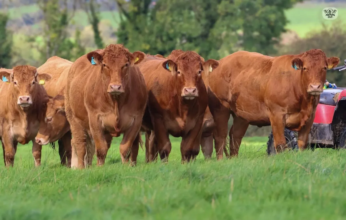 Livestock - Image 3