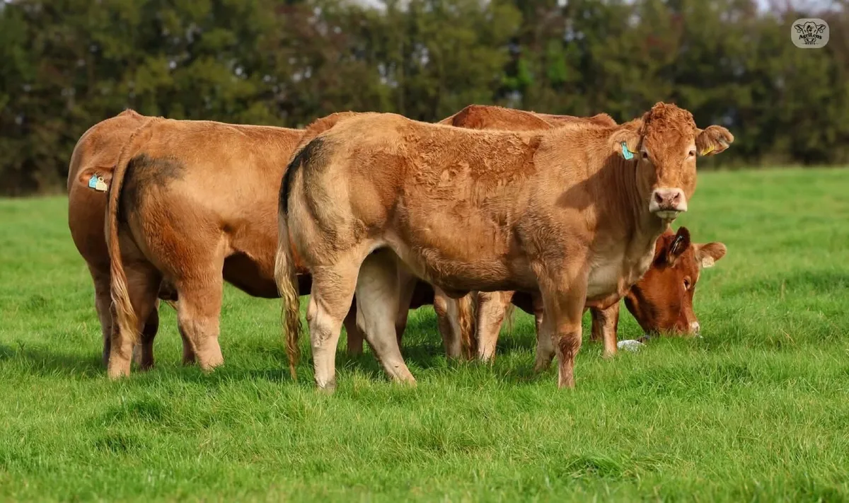 Livestock - Image 4