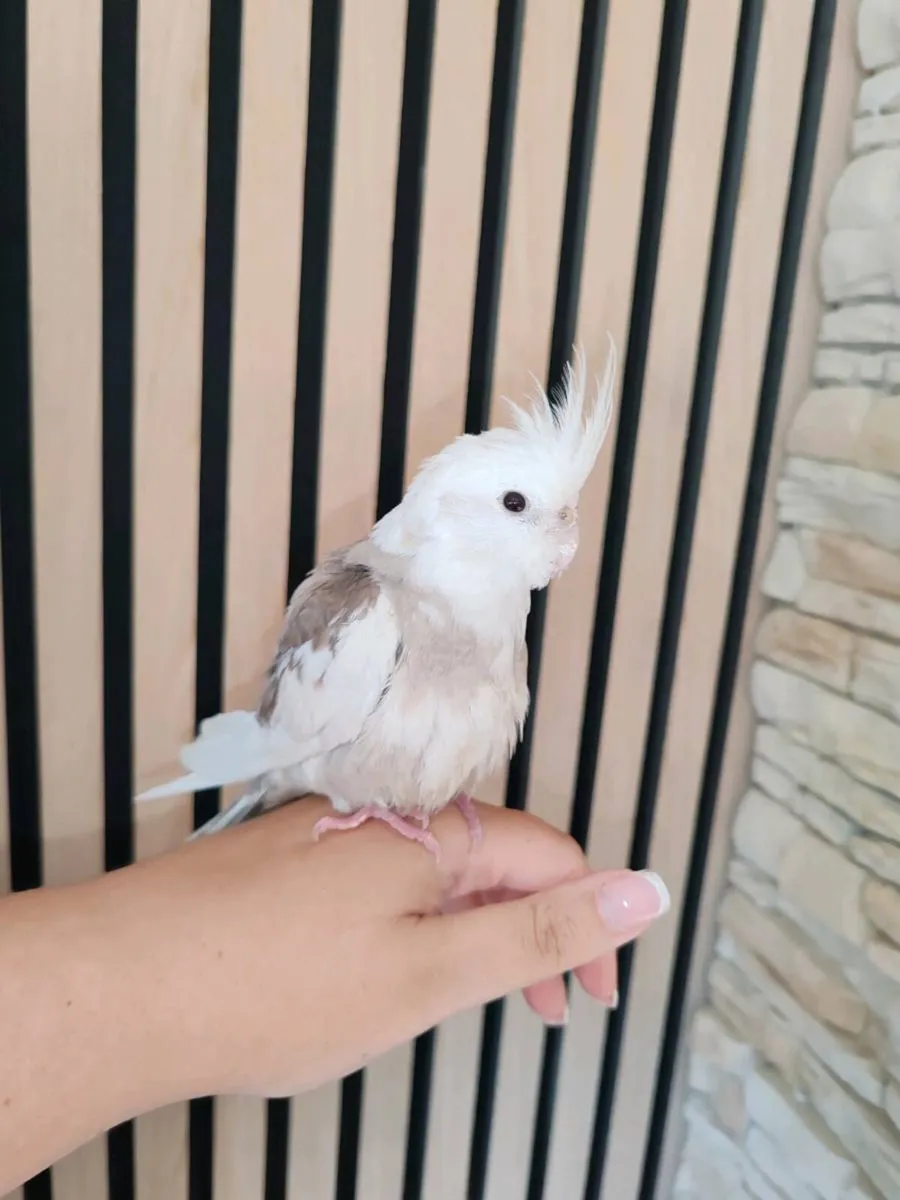 10 week old Cockatiel hand reared - Image 1