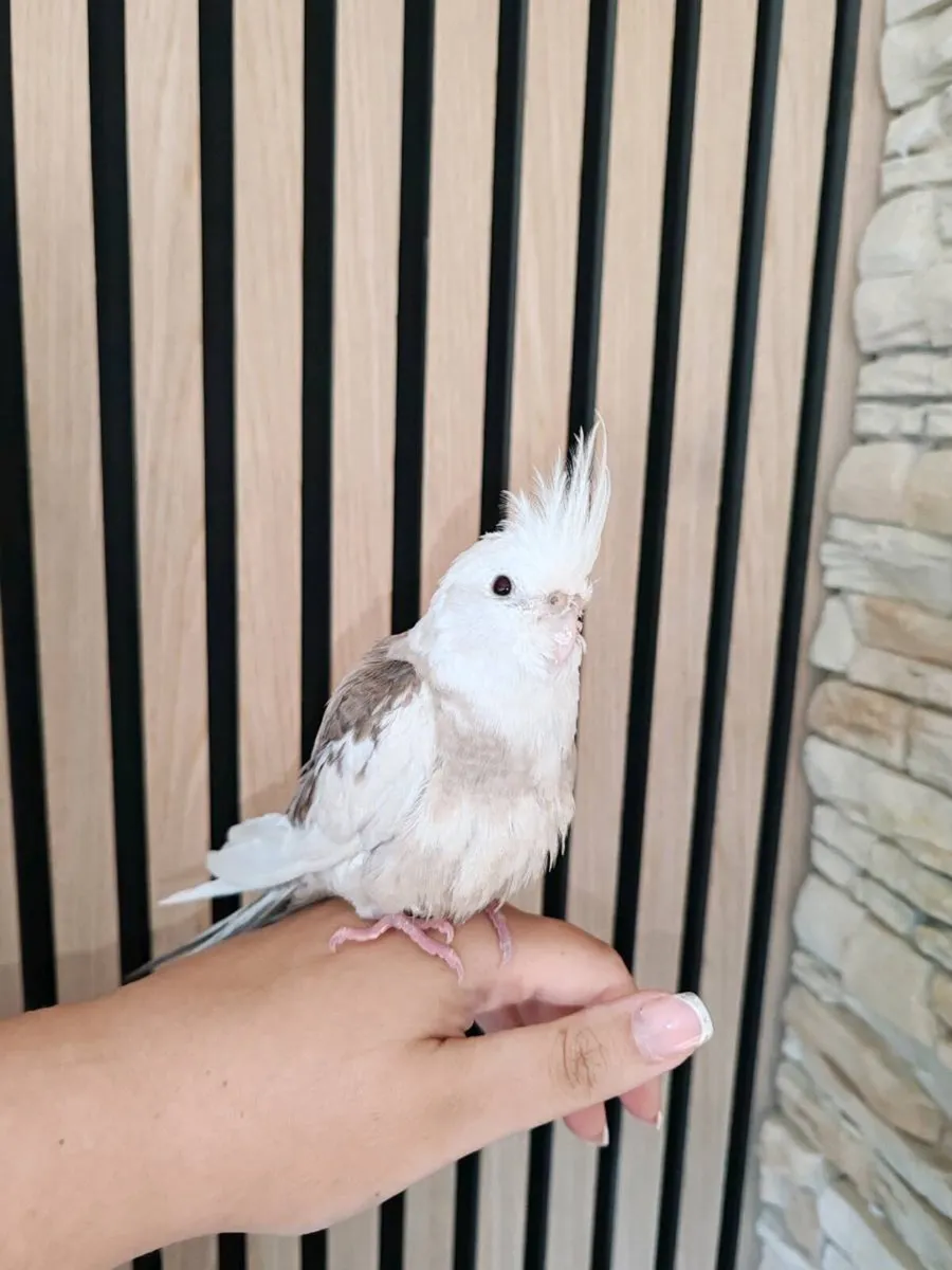 10 week old Cockatiel hand reared - Image 2