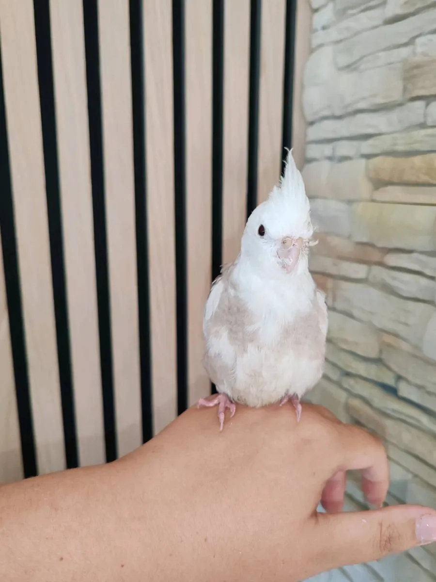 10 week old Cockatiel hand reared - Image 3