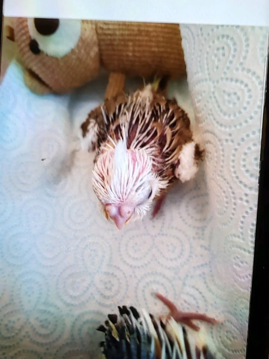 10 week old Cockatiel hand reared - Image 4