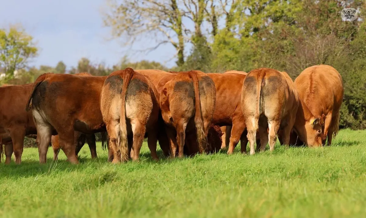 Livestock - Image 2