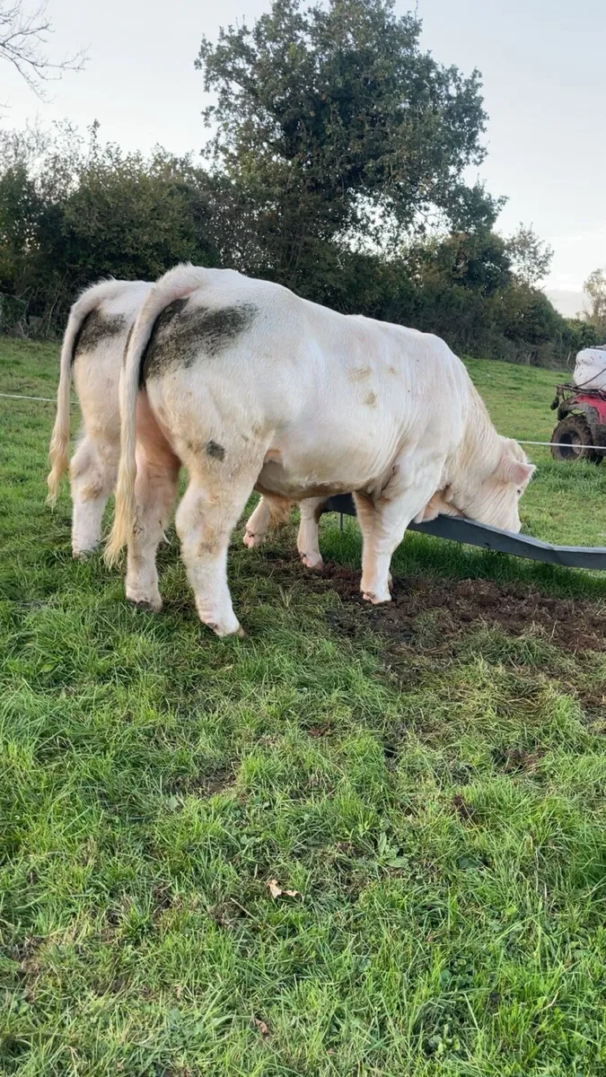 Pedigree Charolais - Image 2