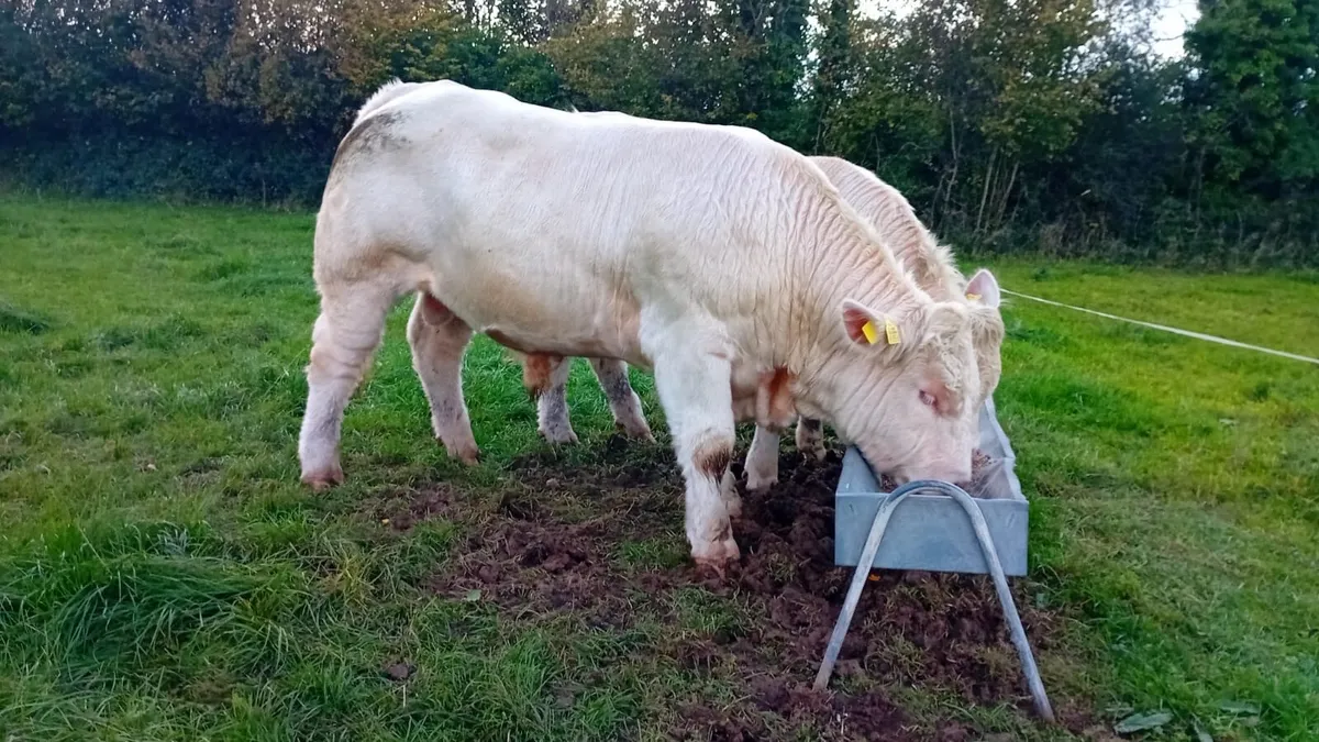 💥💥 Pedigree Charolais Bulls 💥💥 - Image 1