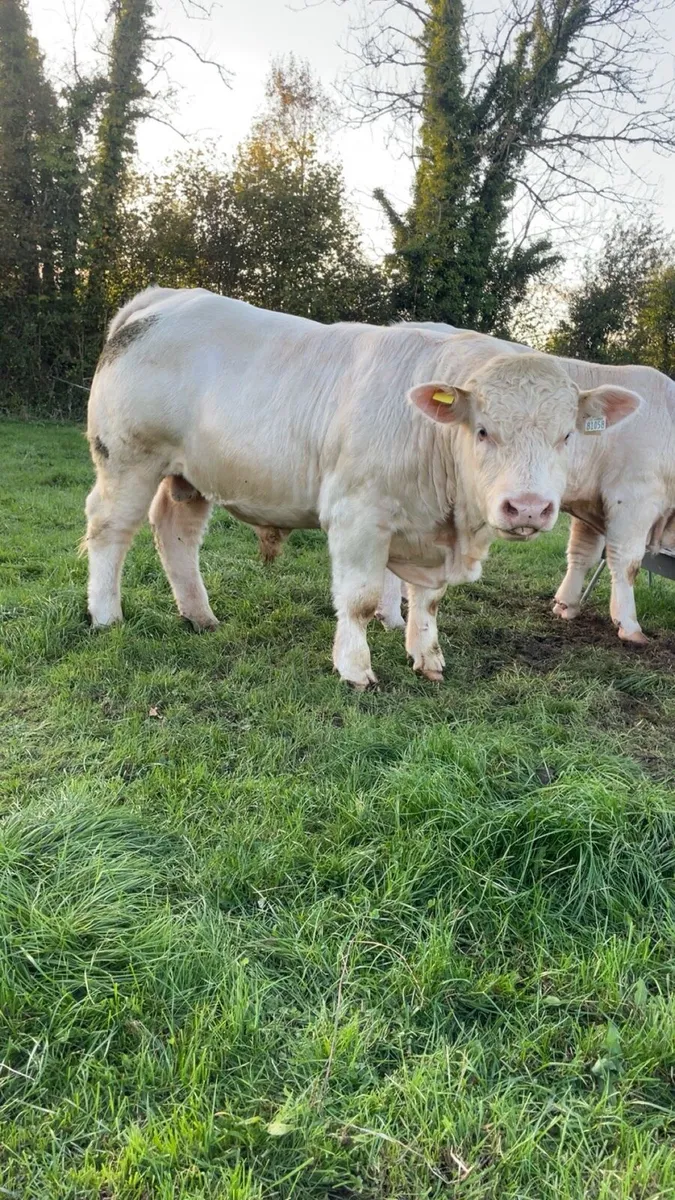 Pedigree Charolais - Image 1