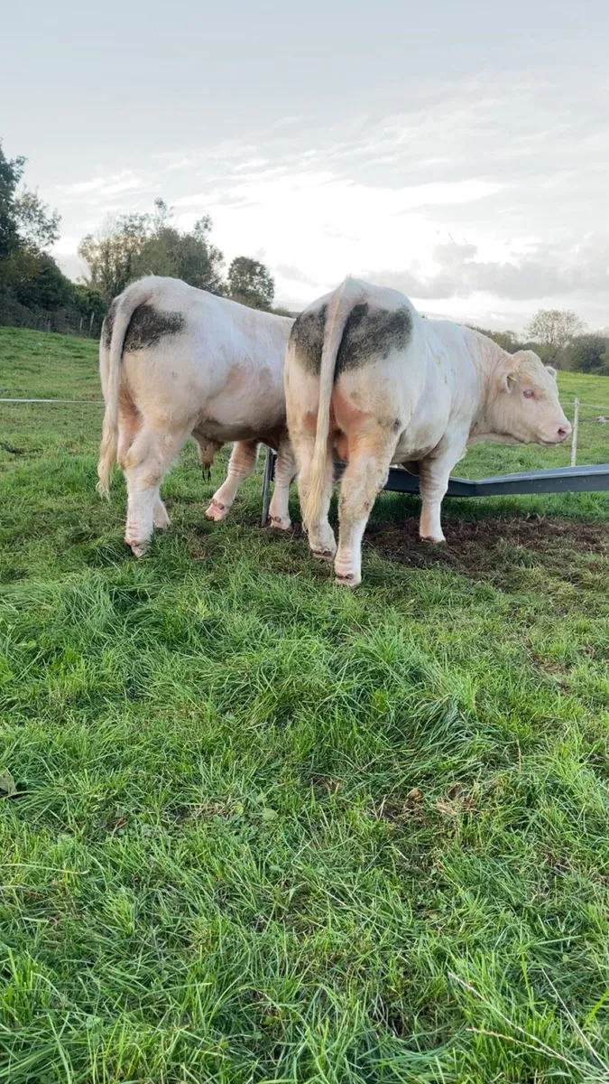 Pedigree Charolais - Image 3