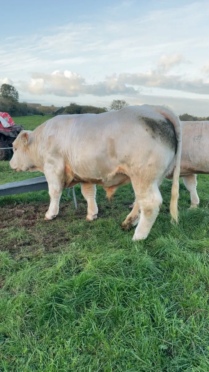 Pedigree Charolais - Image 4
