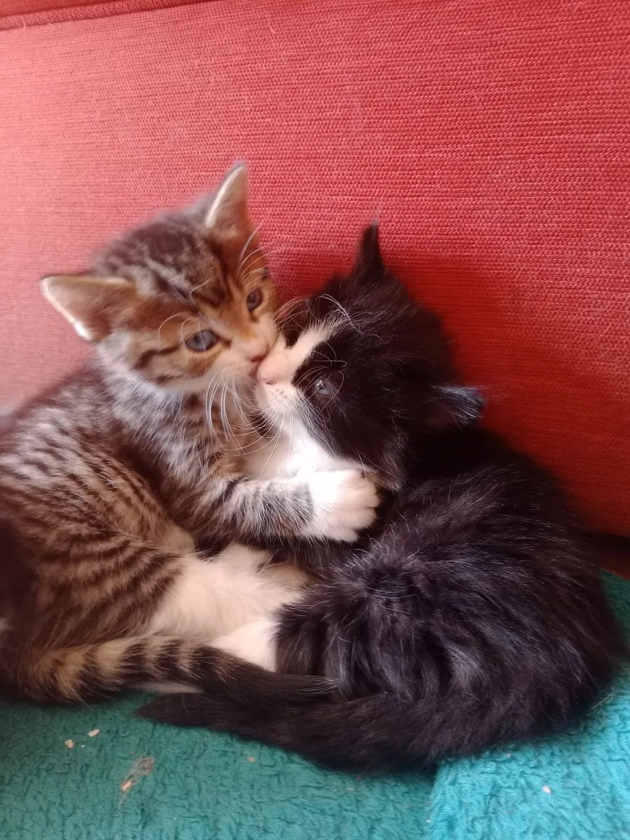 Kitten - Image 2