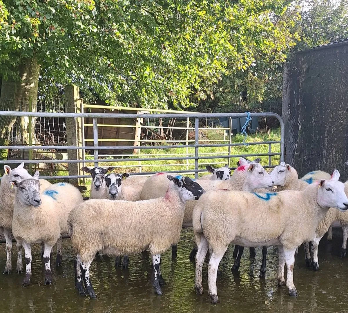 Hoggets - Image 1