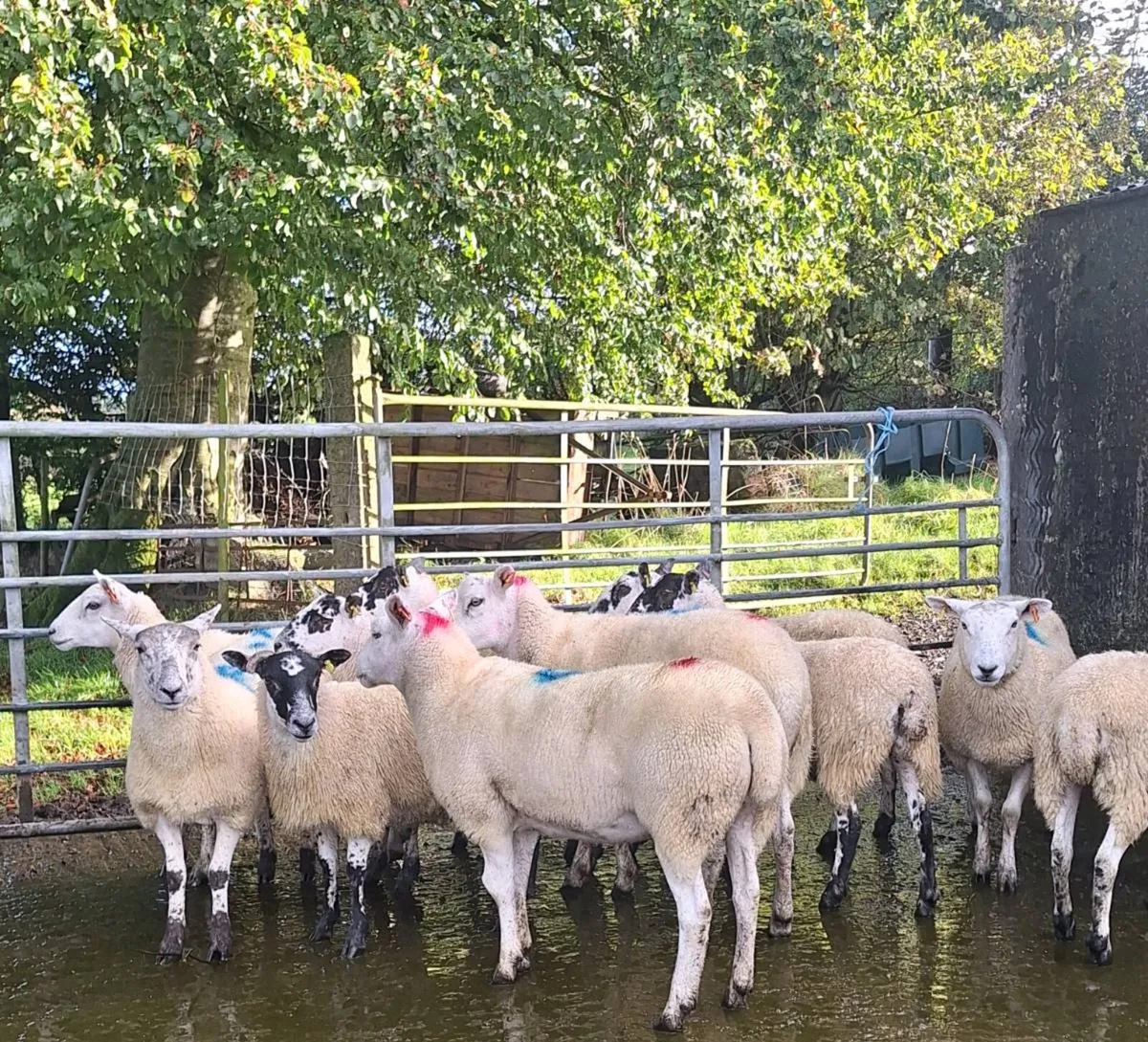Hoggets - Image 2