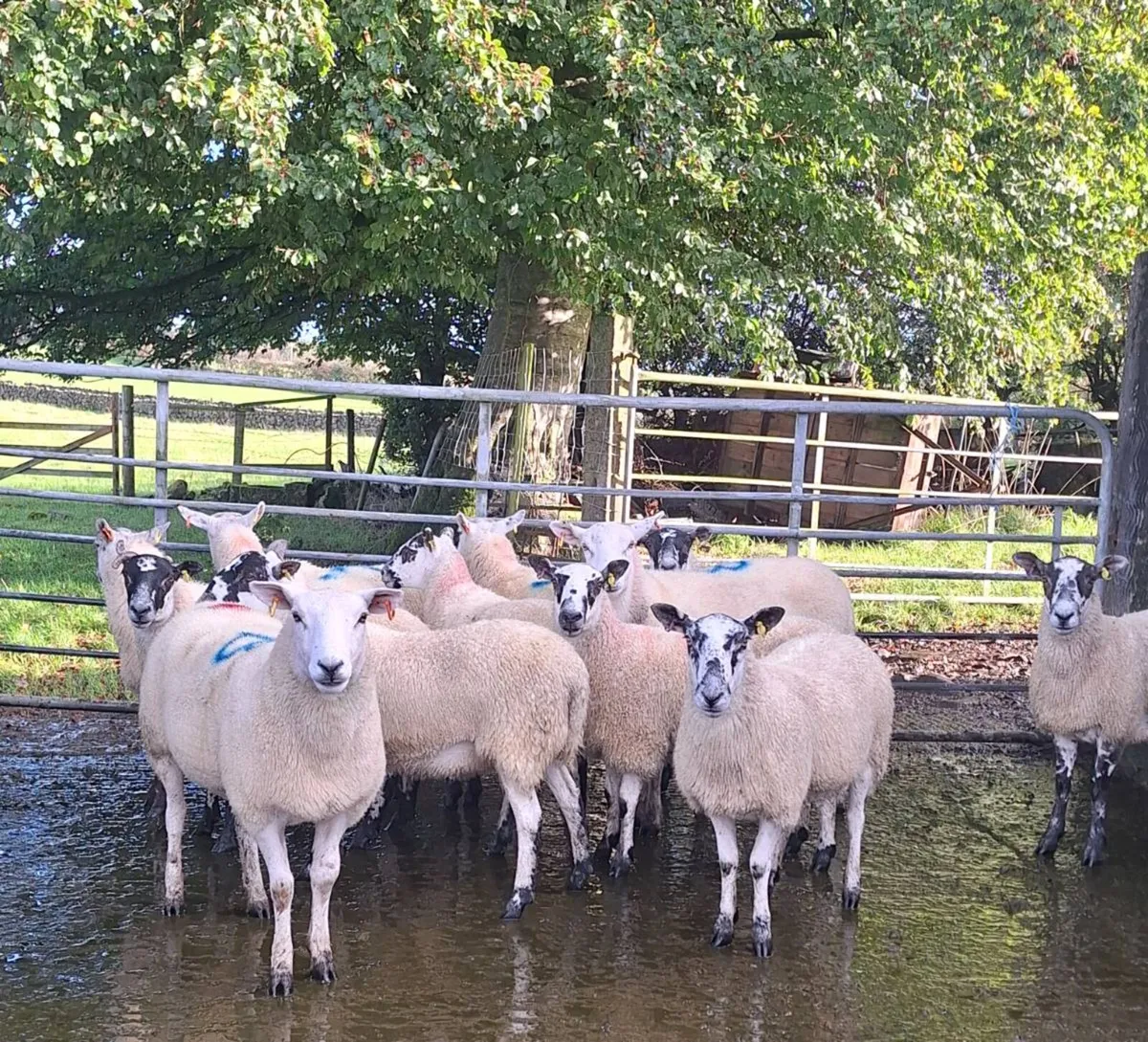 Hoggets - Image 3