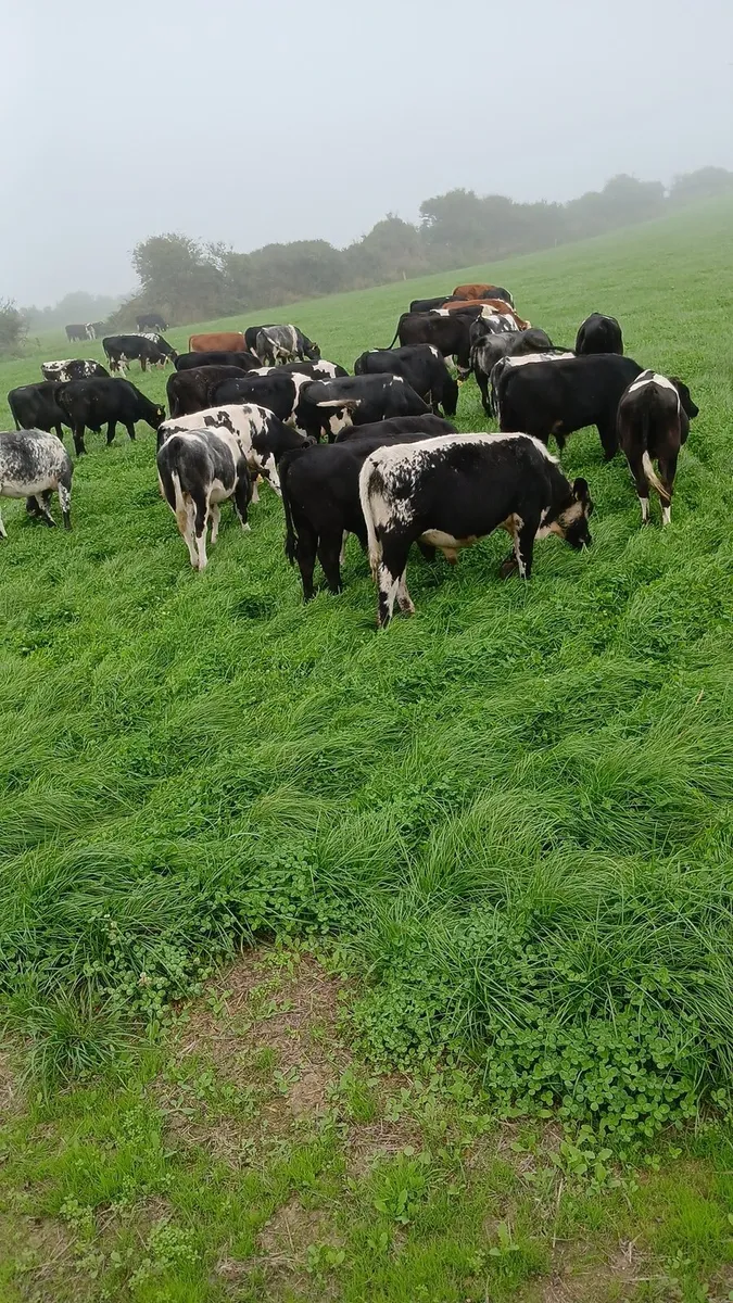 Weanlings