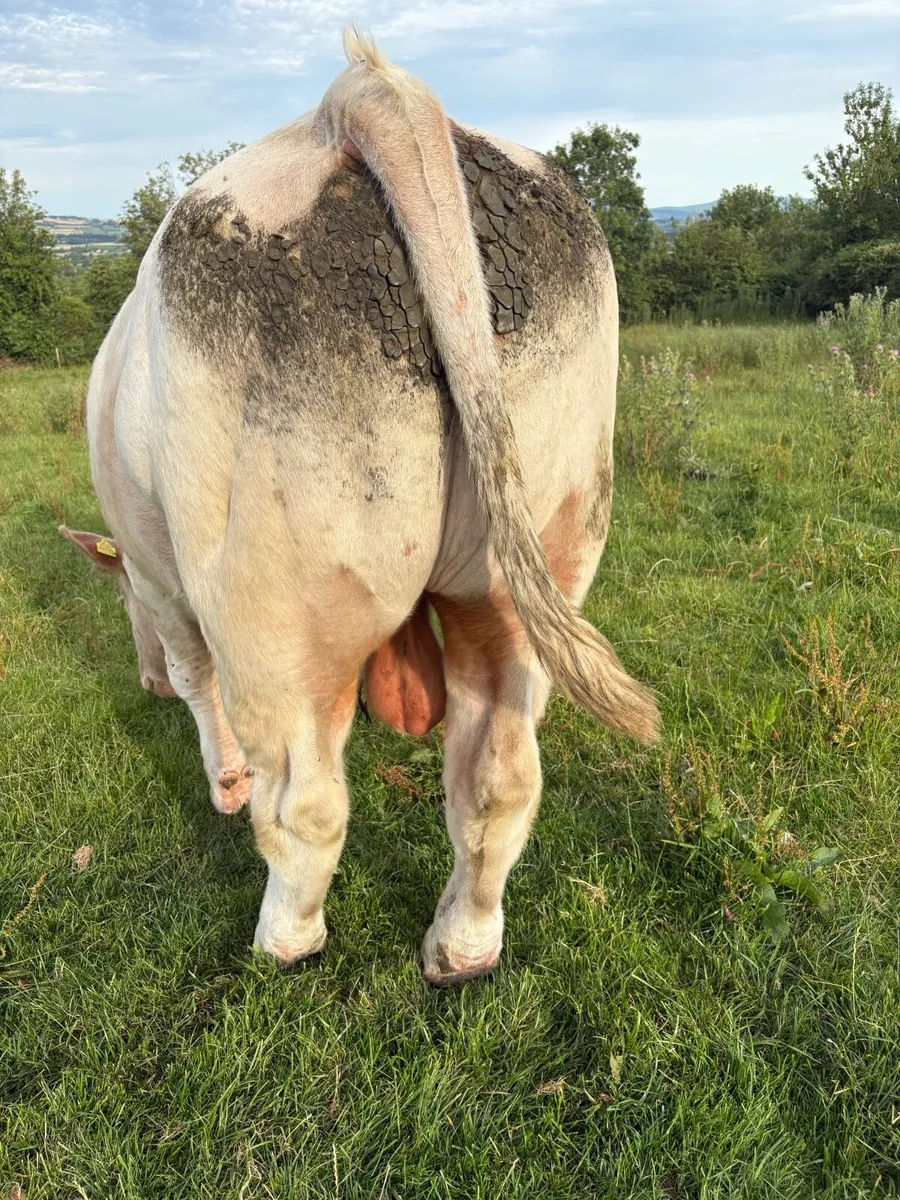 Pedigree registered Charlois bull - Image 2