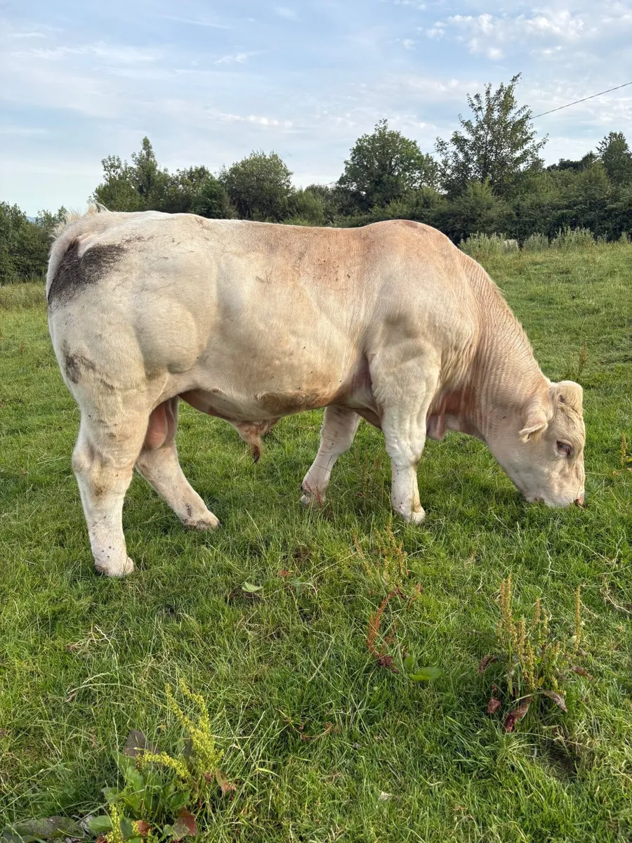 Pedigree registered Charlois bull - Image 1