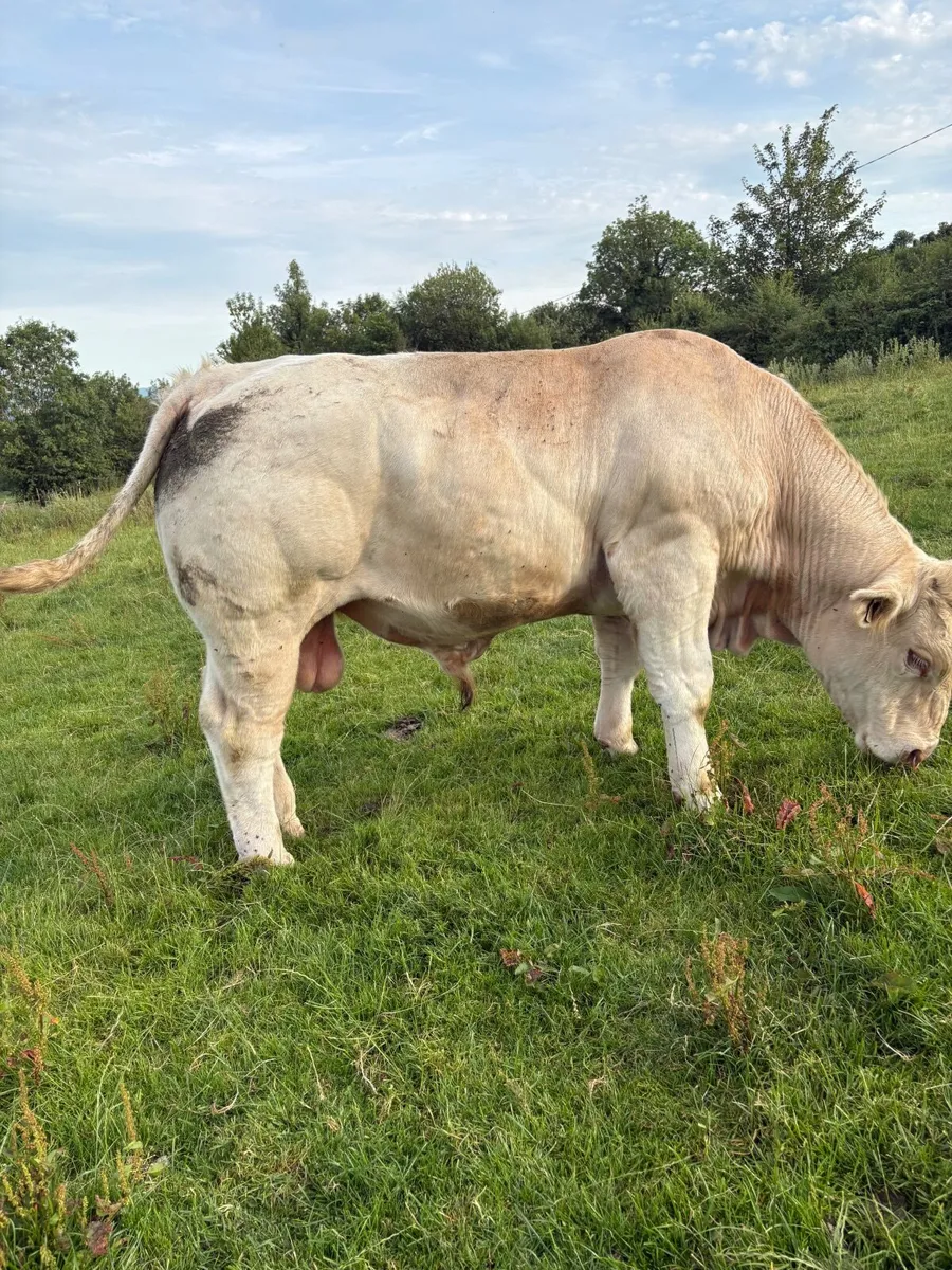 Pedigree registered Charlois bull - Image 3