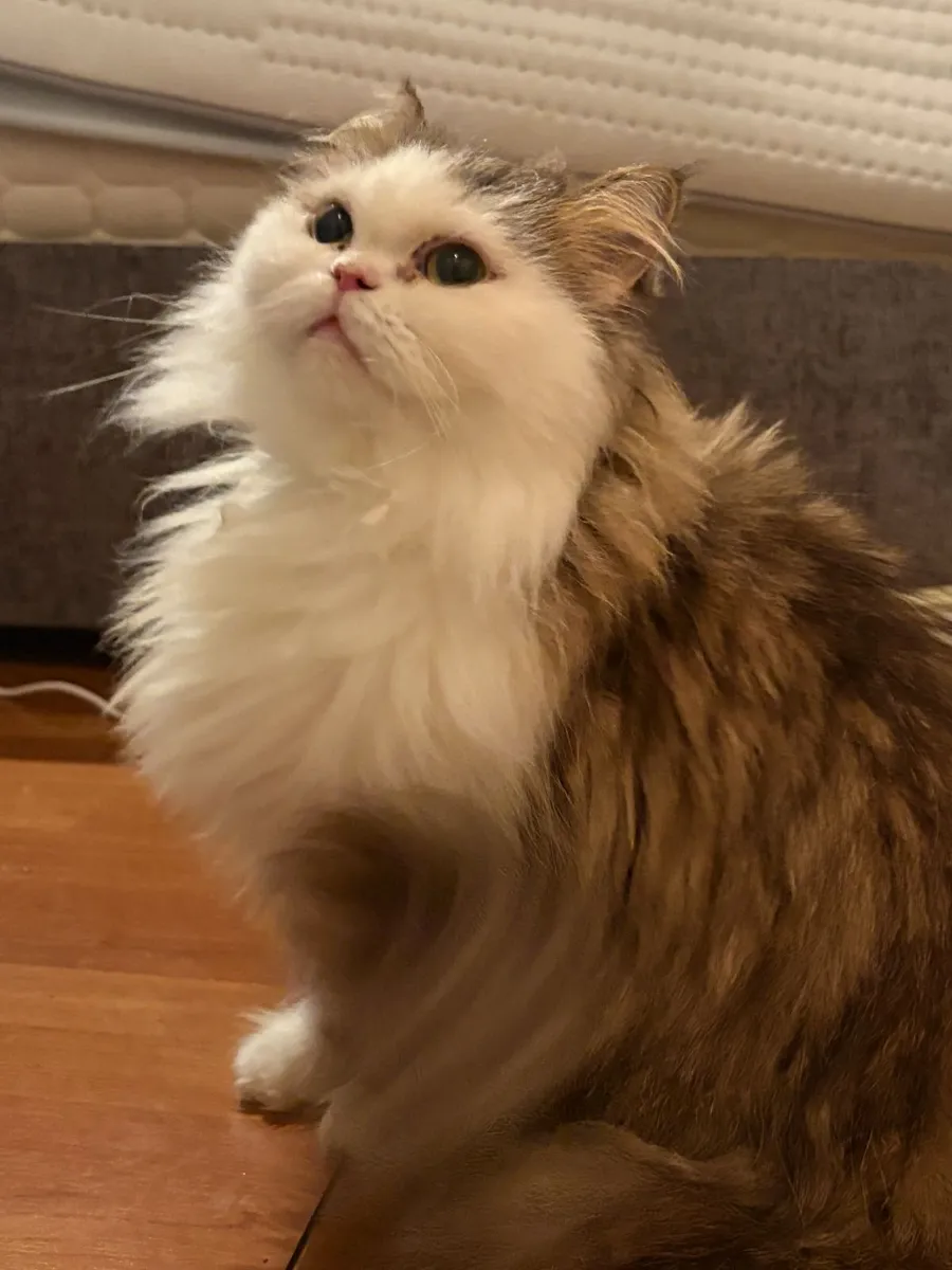 cat - Image 1