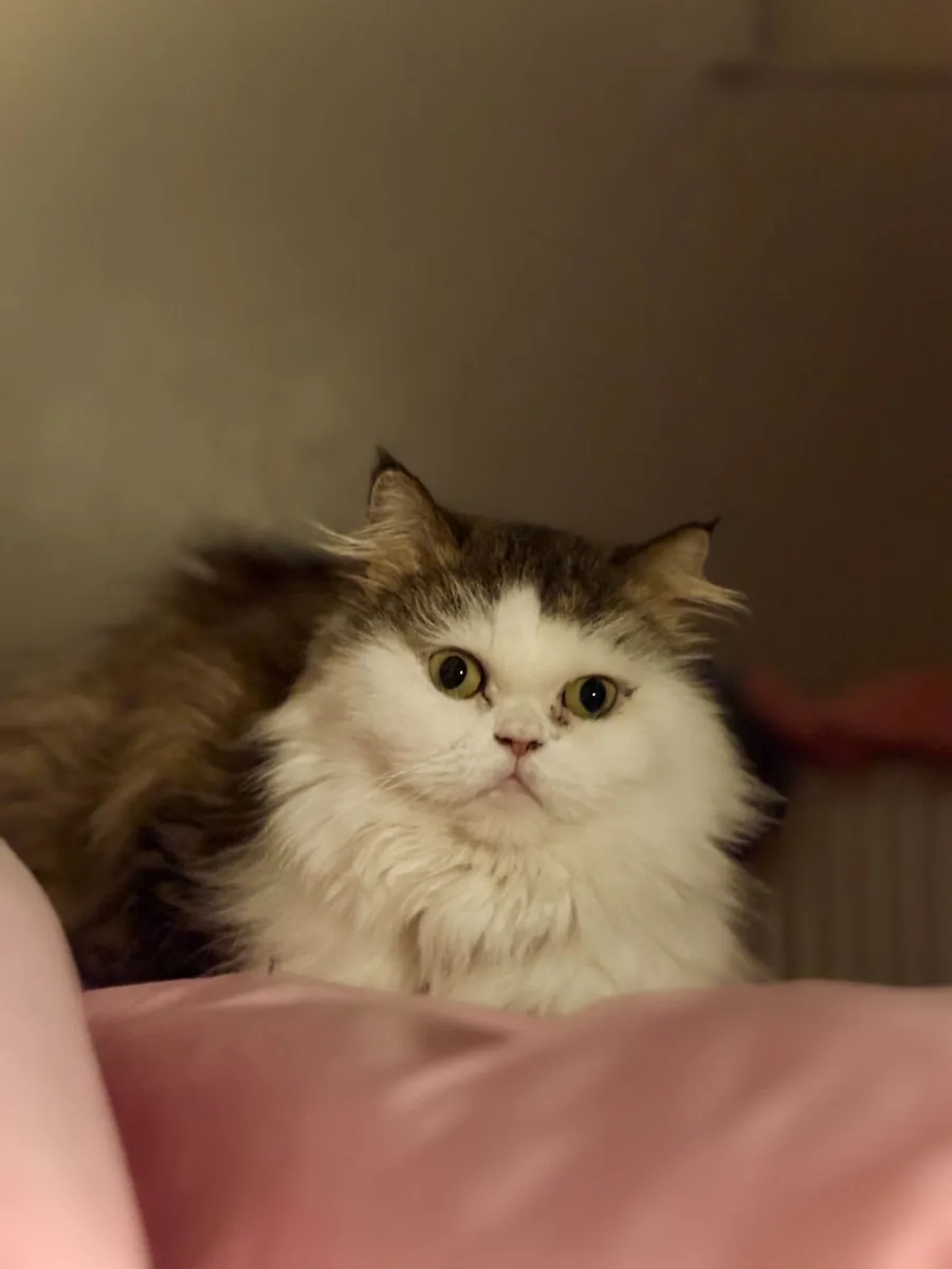 cat - Image 2