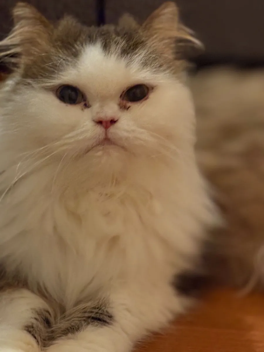 cat - Image 3