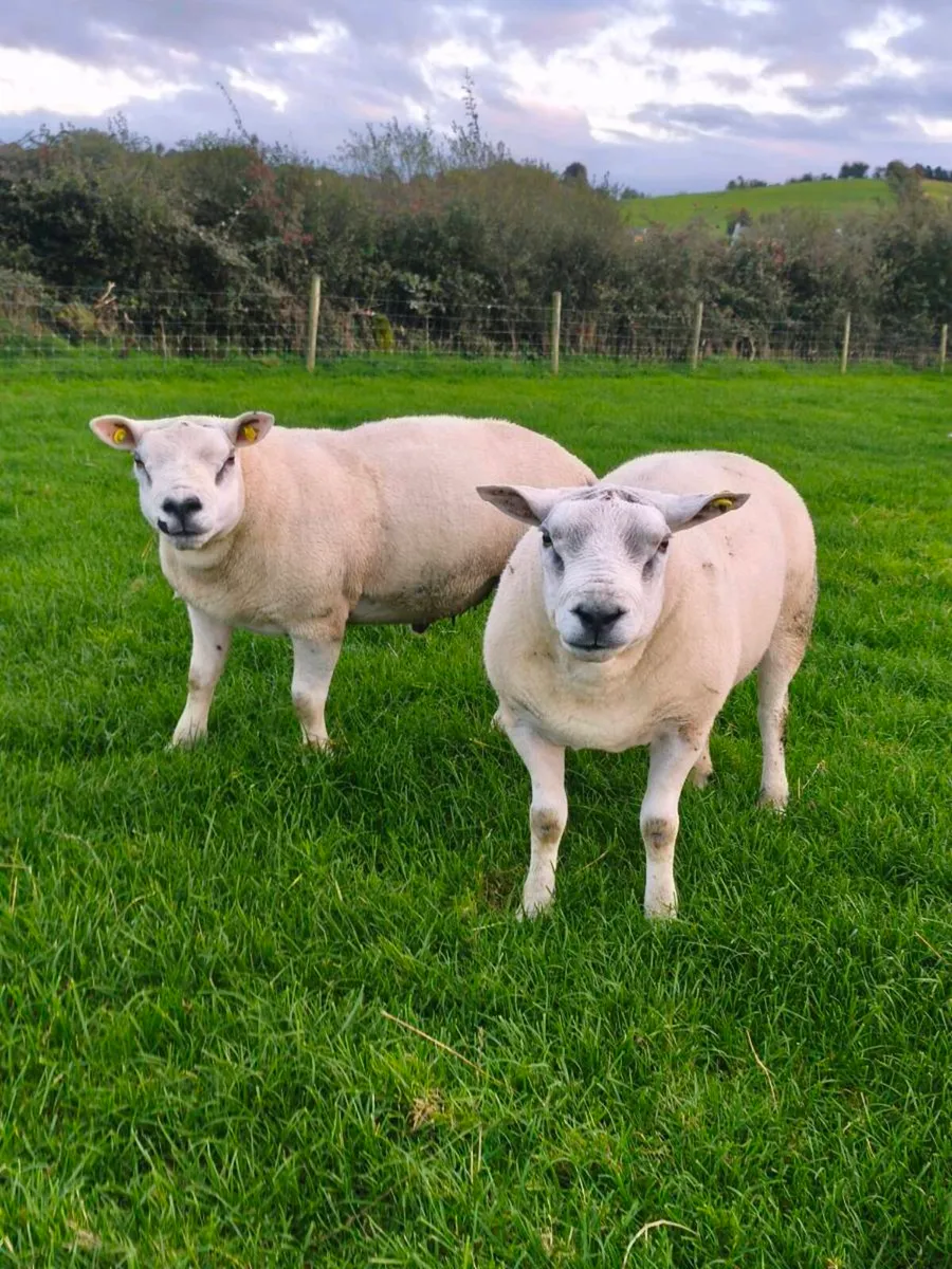 Texel+Rouge Aberfield Rams - Image 1