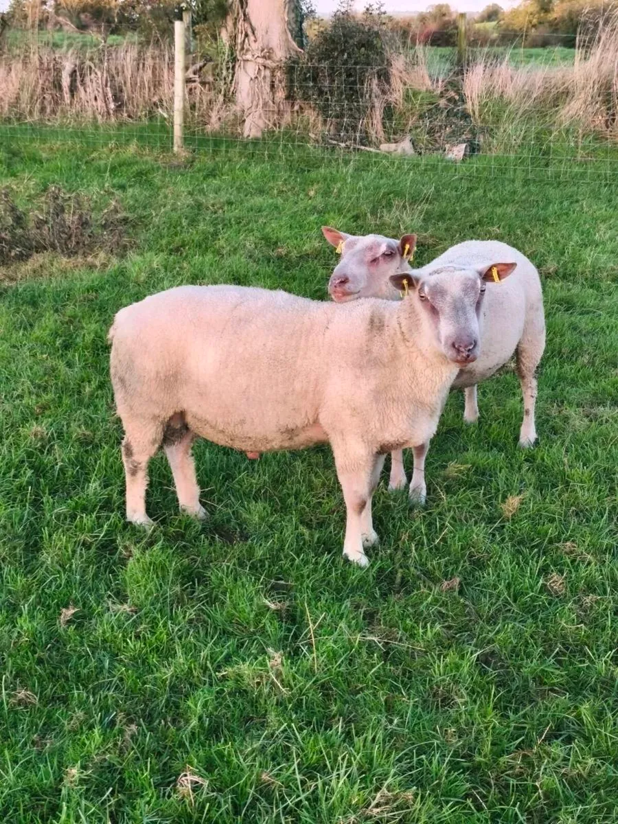 Sheep - Image 1