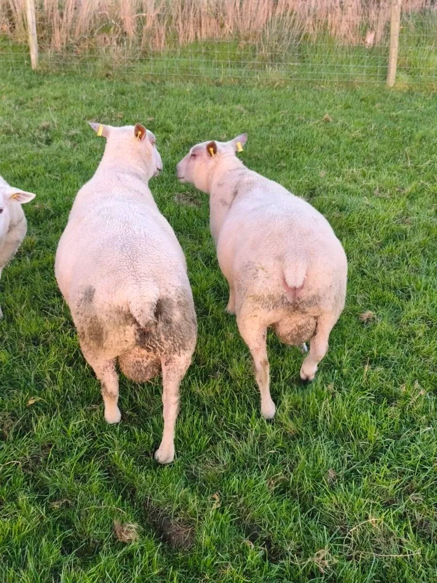 Sheep - Image 2