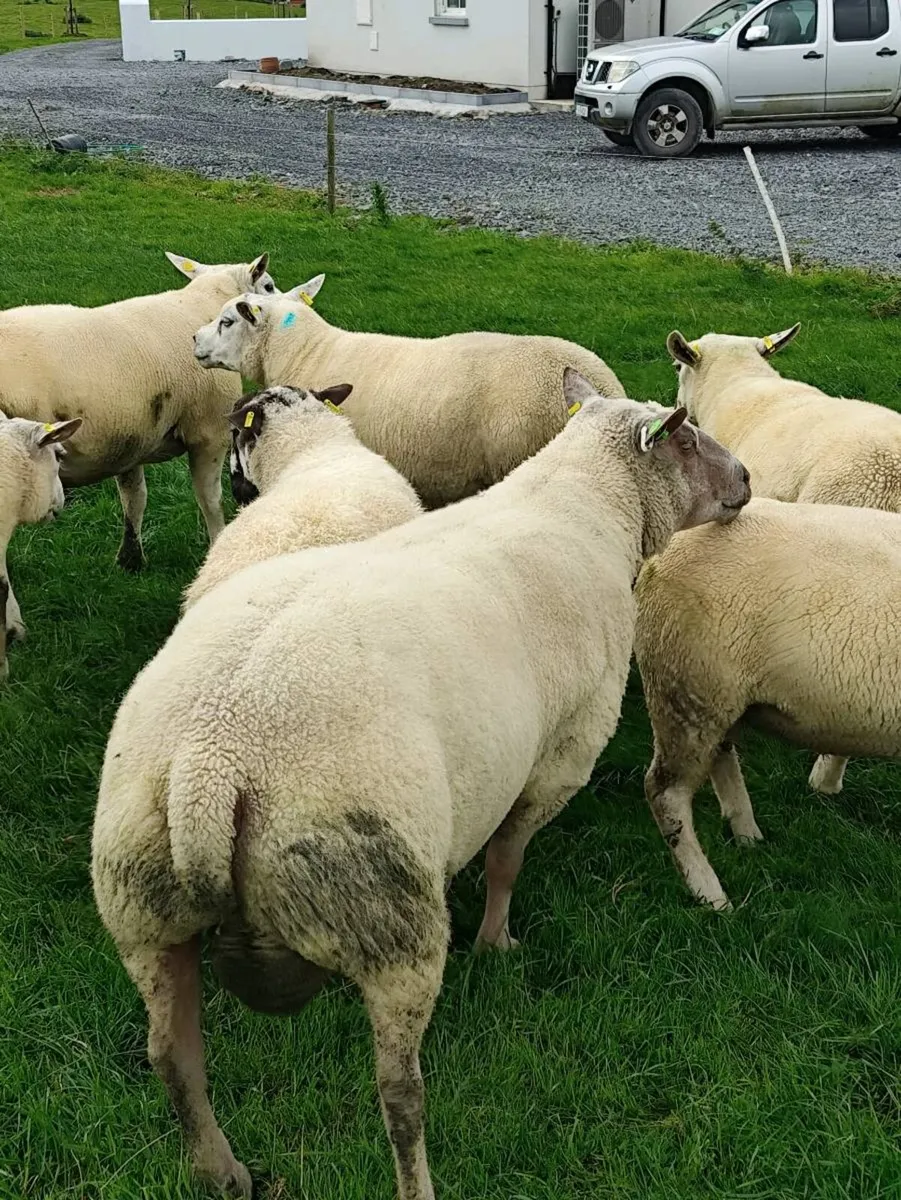 Sheep - Image 3