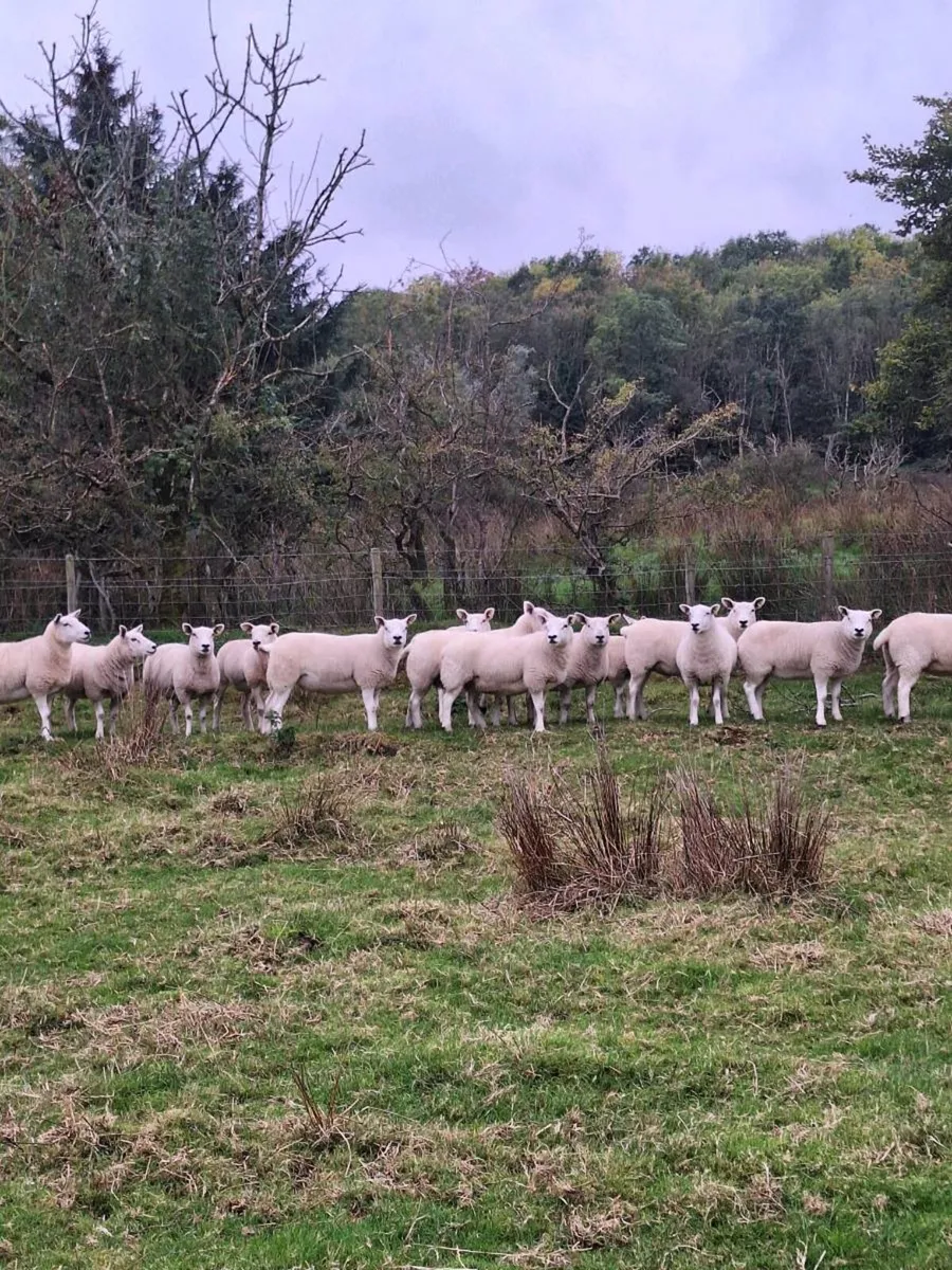 Texel hoggets - Image 1