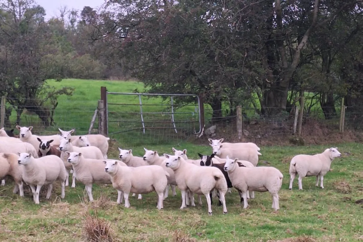 Texel hoggets - Image 2