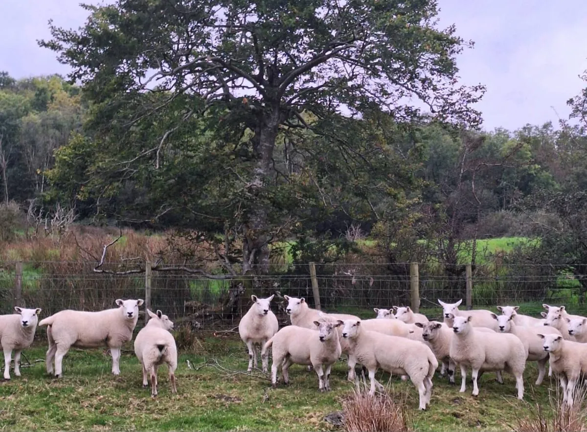 Texel hoggets - Image 3
