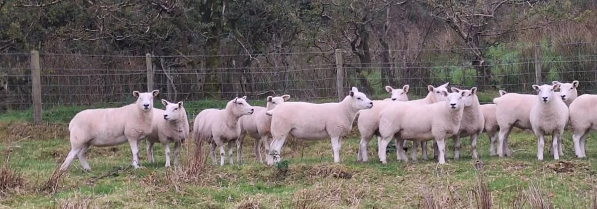 Texel hoggets - Image 4