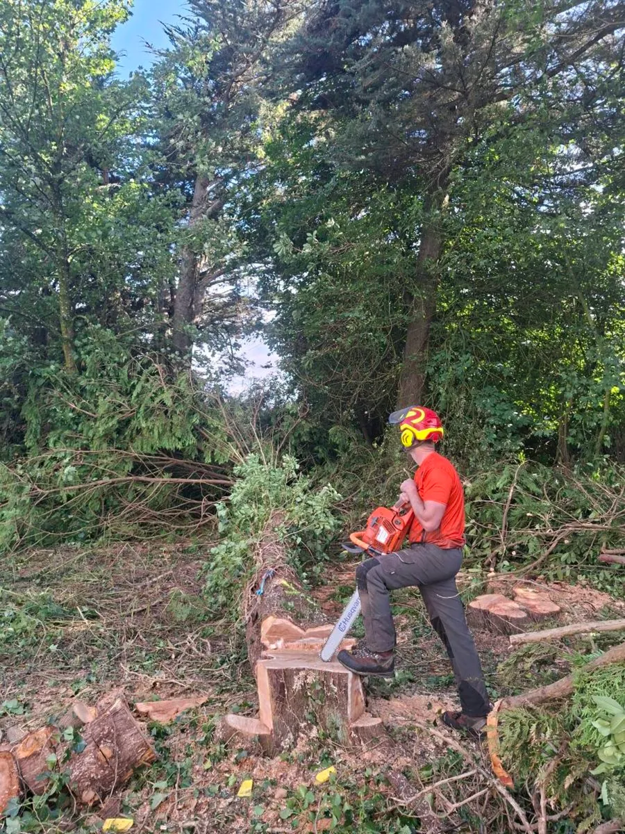 A.K.J Tree Care - Image 4