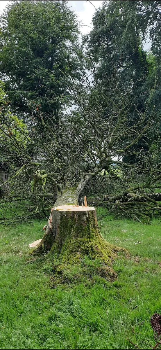 A.K.J Tree Care - Image 2