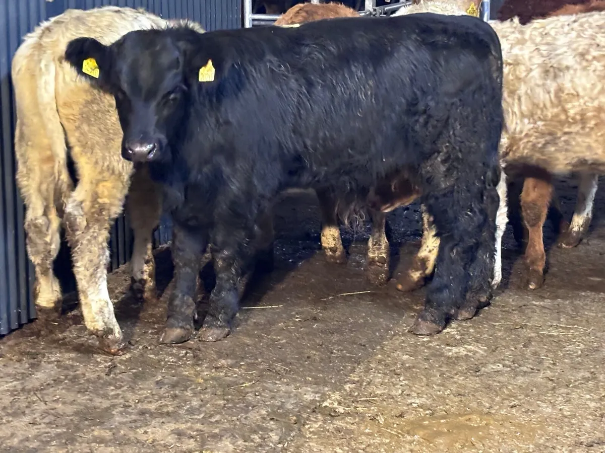 7 suckler bred bull Weanlings for sale @€1135 - Image 4