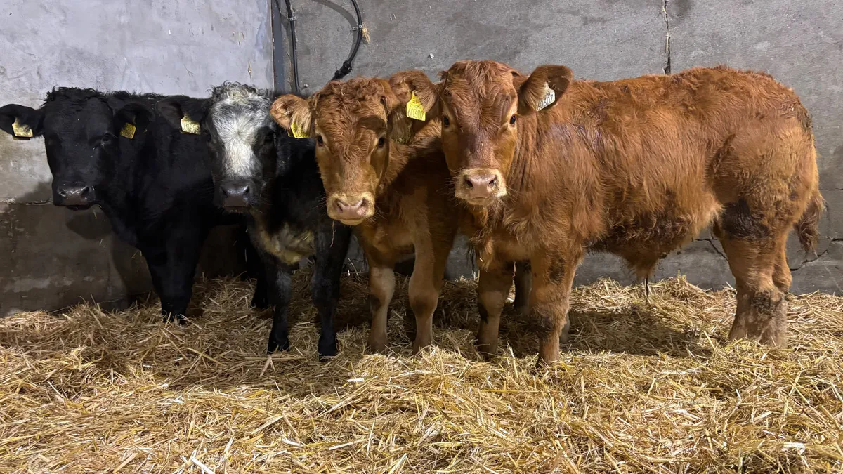 ⭐️ 4 Super U Grade Bull Wealings ⭐️ - Image 1