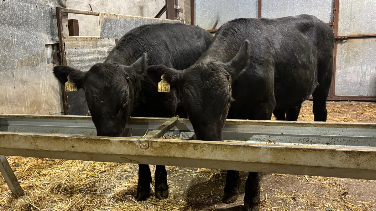 2 Aberdeen Angus Bull Wealings - Image 1