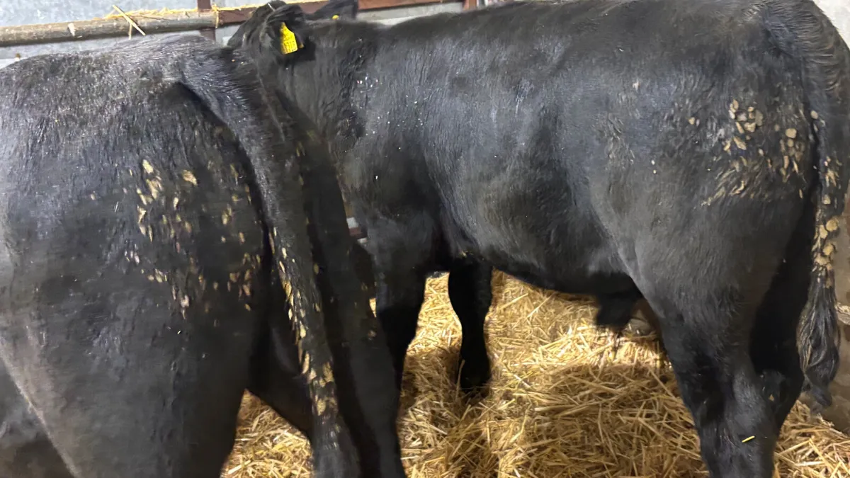 2 Aberdeen Angus Bull Wealings - Image 4