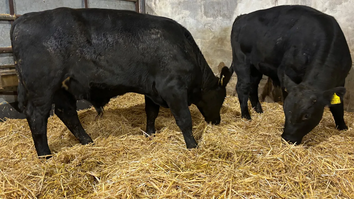 2 Aberdeen Angus Bull Wealings - Image 3