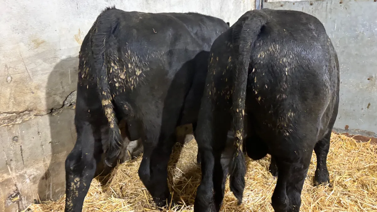 2 Aberdeen Angus Bull Wealings - Image 2