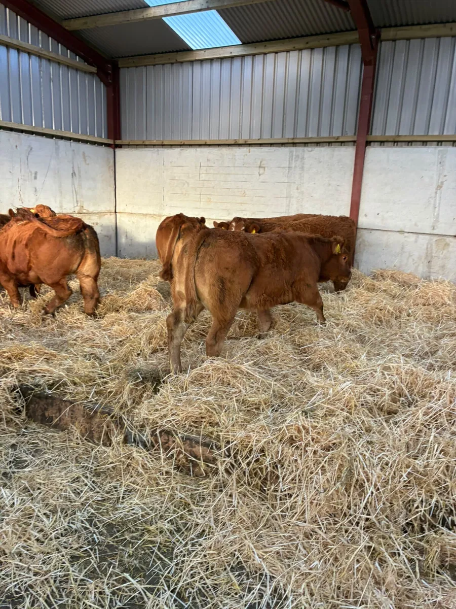 Lim heifers - Image 1