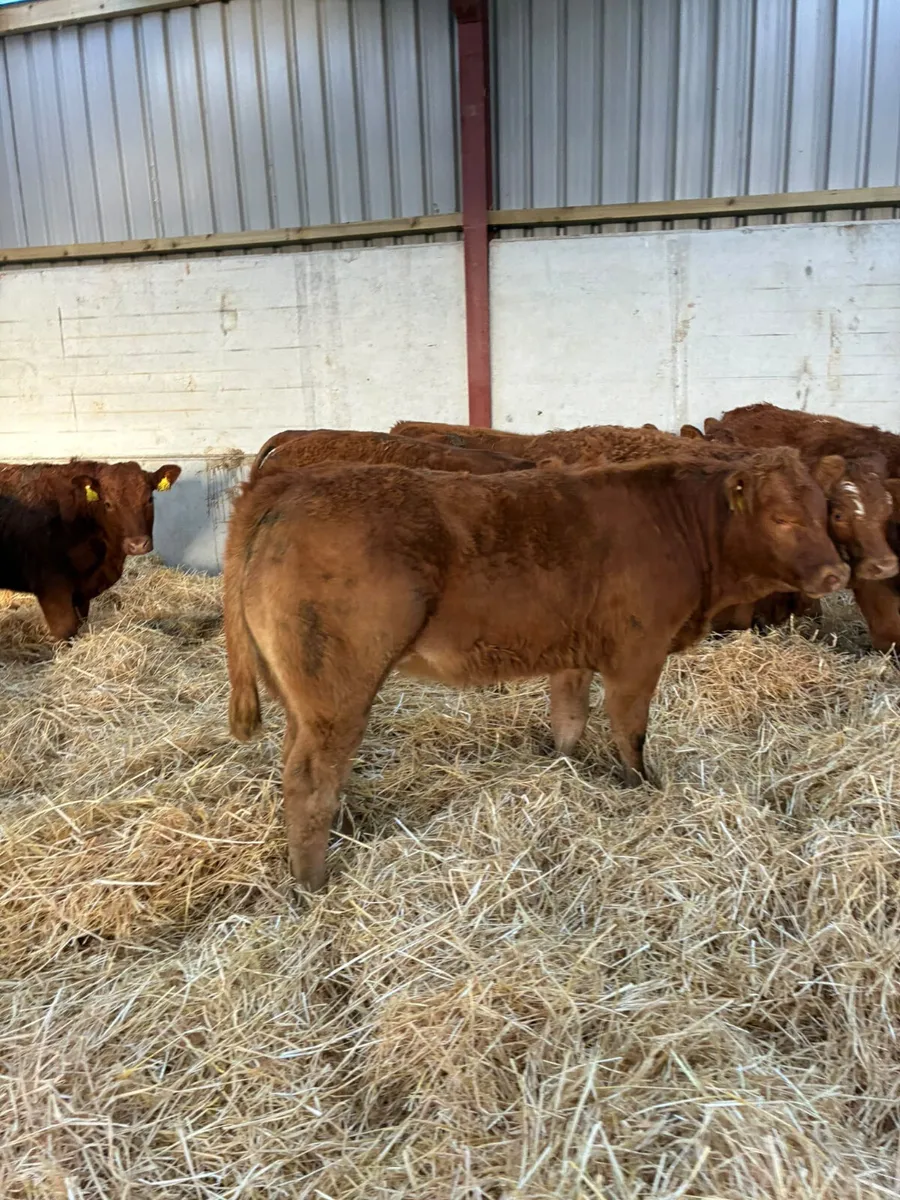 Lim heifers - Image 3