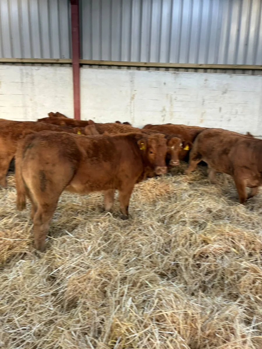 Lim heifers - Image 4