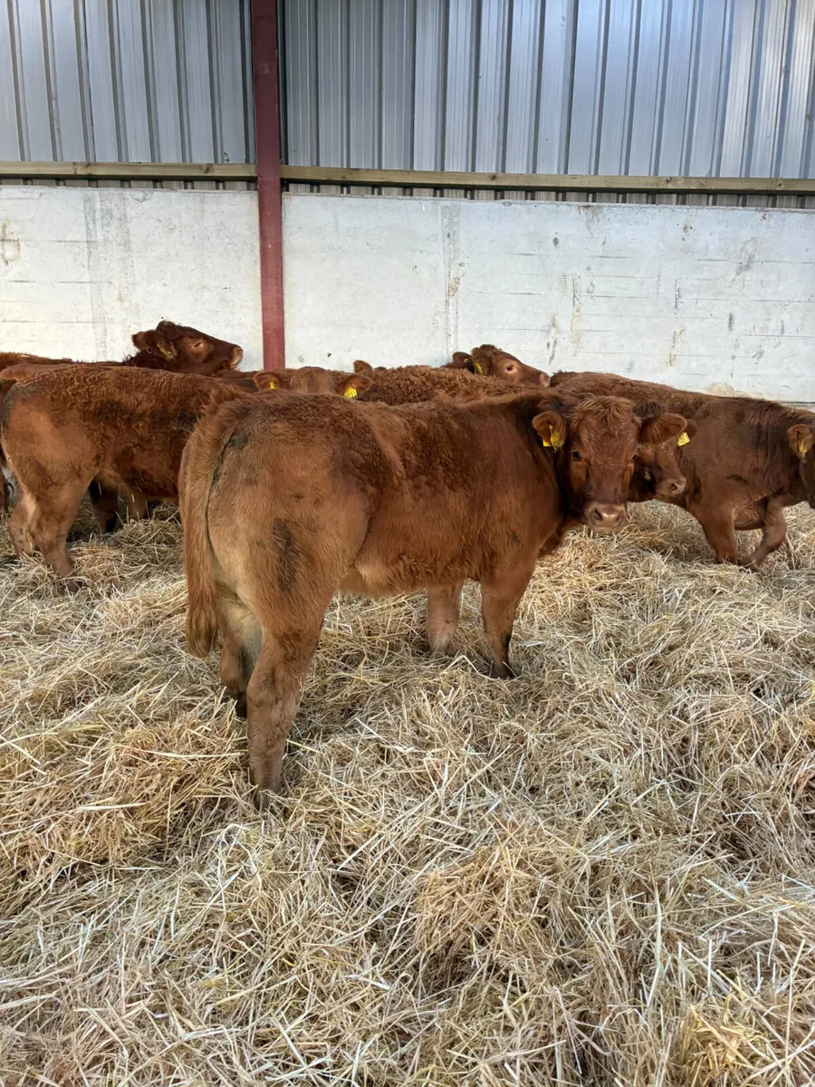Lim heifers - Image 2
