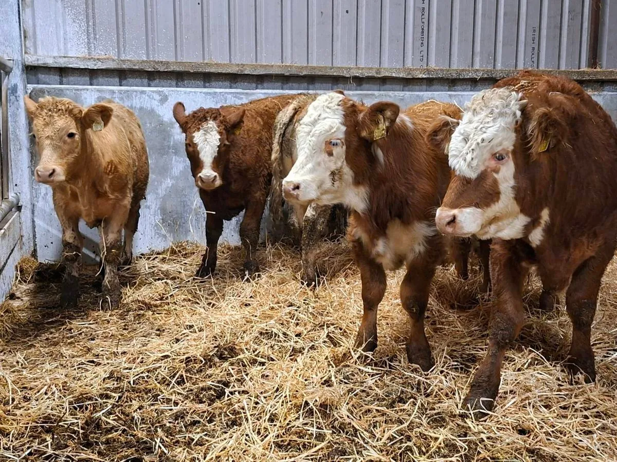 15 bull weanlings - Image 2