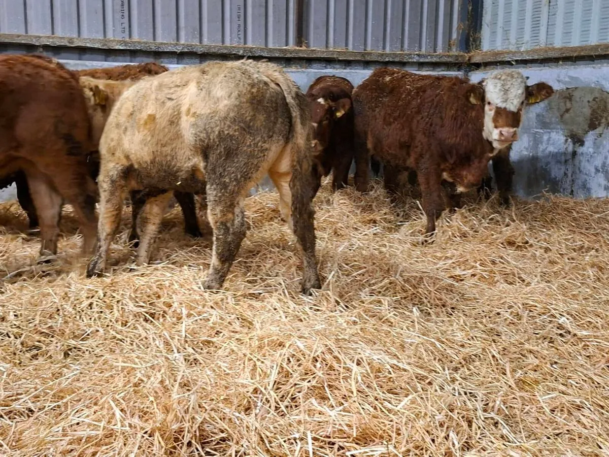 15 bull weanlings - Image 3